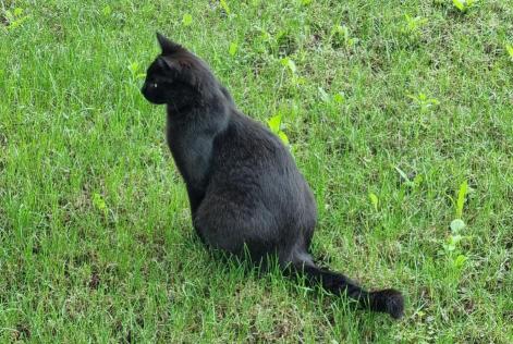 Alerta desaparecimento Gato  Macho , 3 anos Grono Switzerland