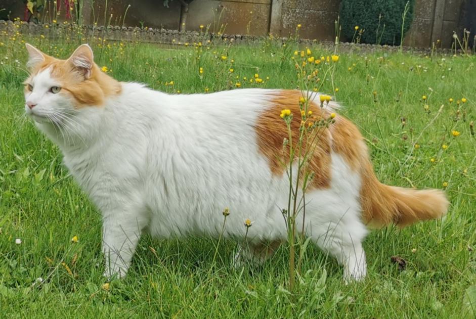 Alerta desaparecimento Gato cruzamento Macho , 6 anos Chaville France