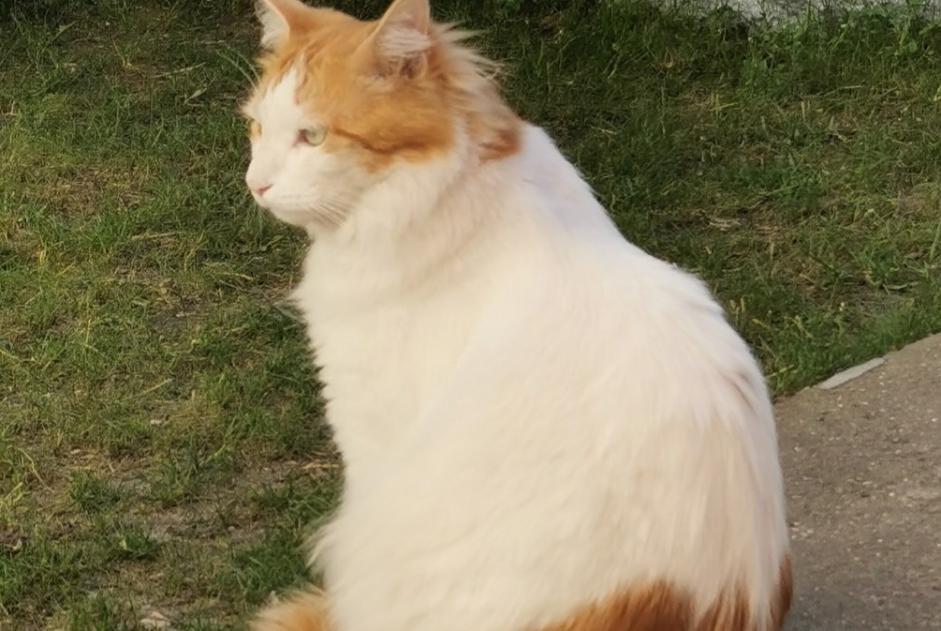 Alerta desaparecimento Gato cruzamento Macho , 6 anos Chaville France