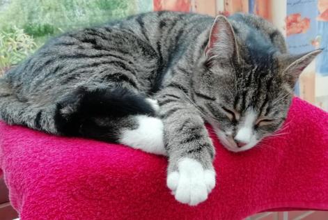 Alerta desaparecimento Gato  Fêmea , 4 anos Niergnies France