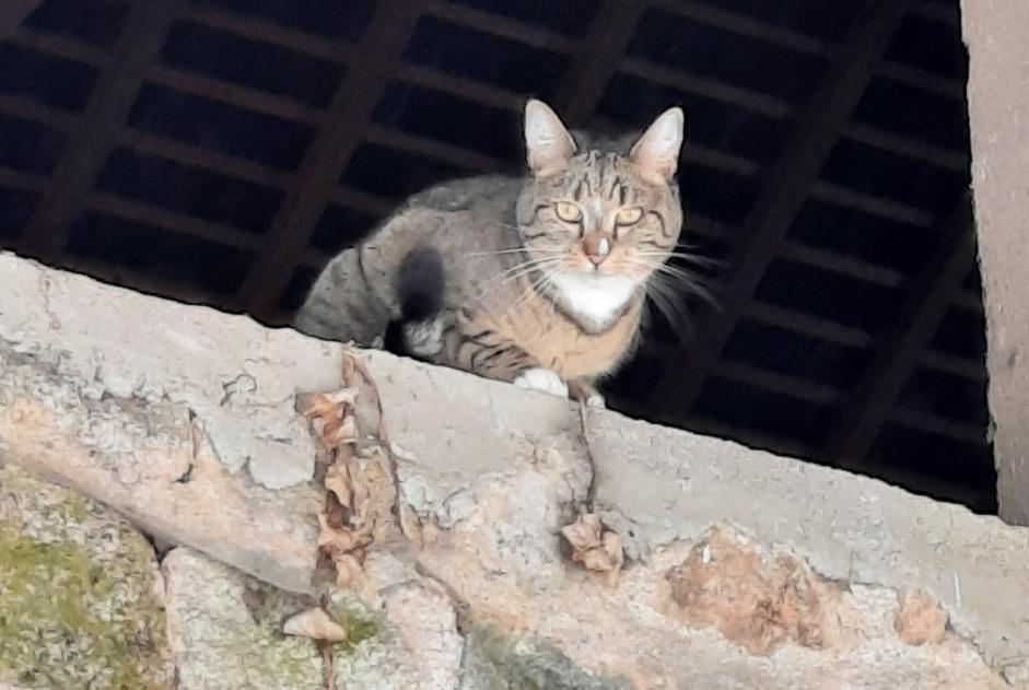 Alerta desaparecimento Gato cruzamento Fêmea , 4 anos Marigny-l'Église France