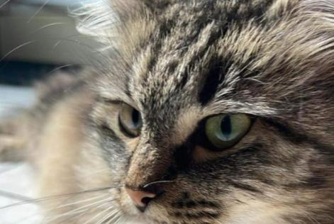 Alerta desaparecimento Gato Fêmea , 5 anos Gavere Belgium
