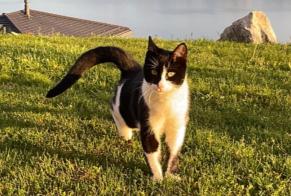 Alerta desaparecimento Gato  Macho , 1 anos Bourg-en-Lavaux Switzerland