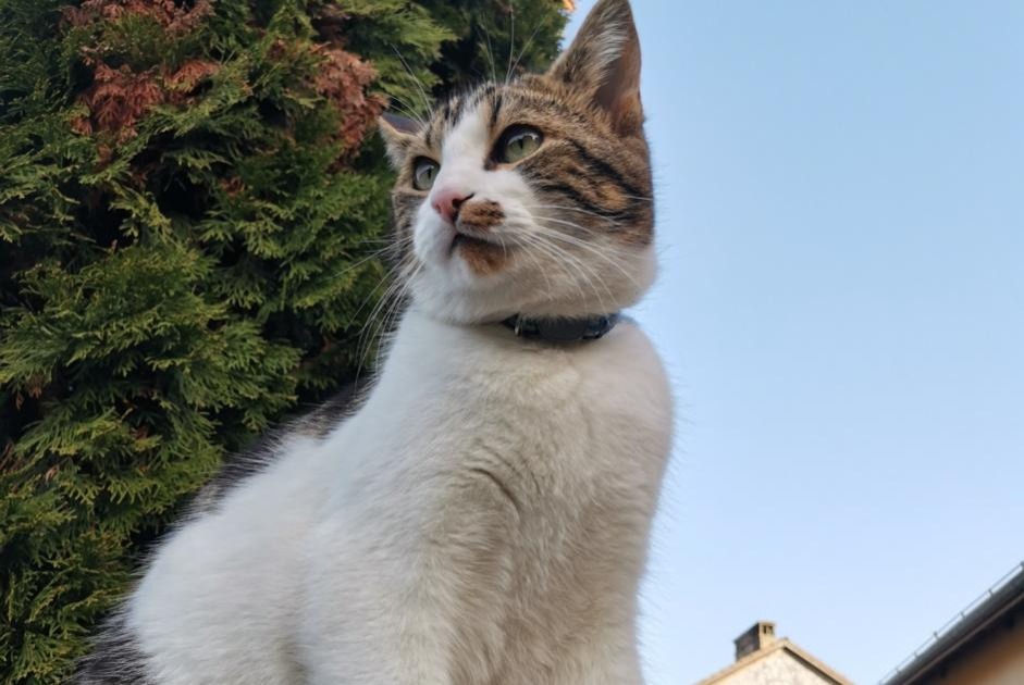 Alerta desaparecimento Gato Macho , 5 anos La Rippe Switzerland