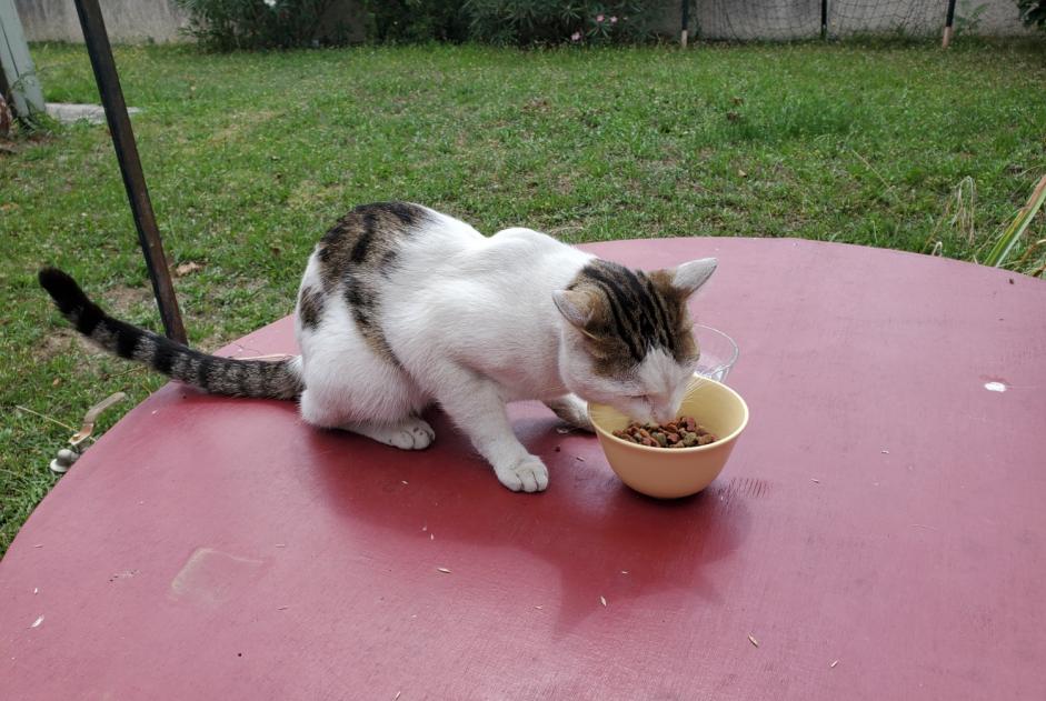 Alerta descoberta Gato cruzamento Macho Villeneuve-Tolosane France