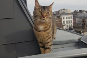 Alerta desaparecimento Gato Macho , 2 anos Liège Belgium