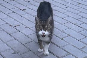 Alerta descoberta Gato Desconhecido Luxembourg Luxembourg