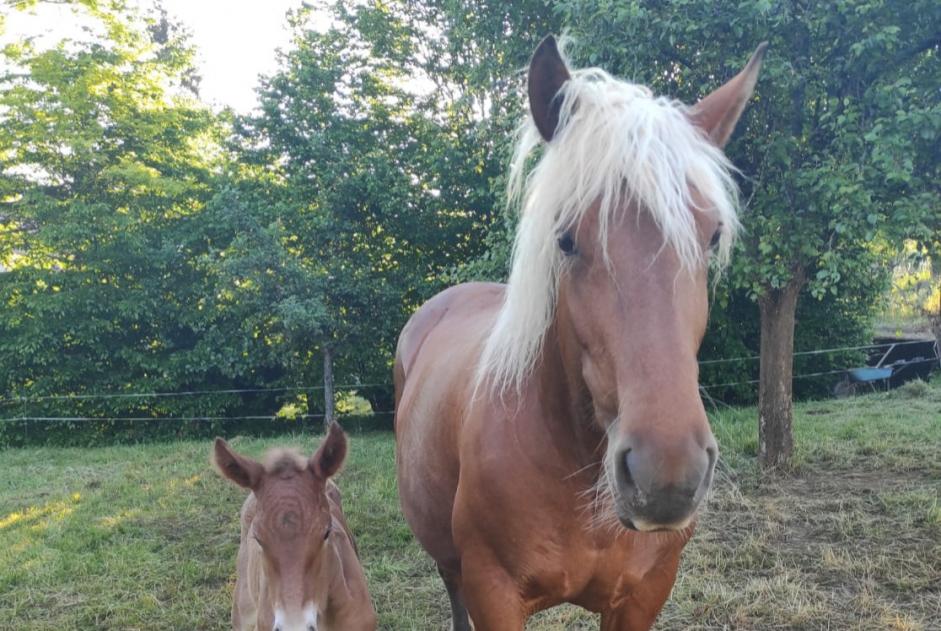 Alerta desaparecimento Cavalo Fêmea , 2024 anos Voillans France