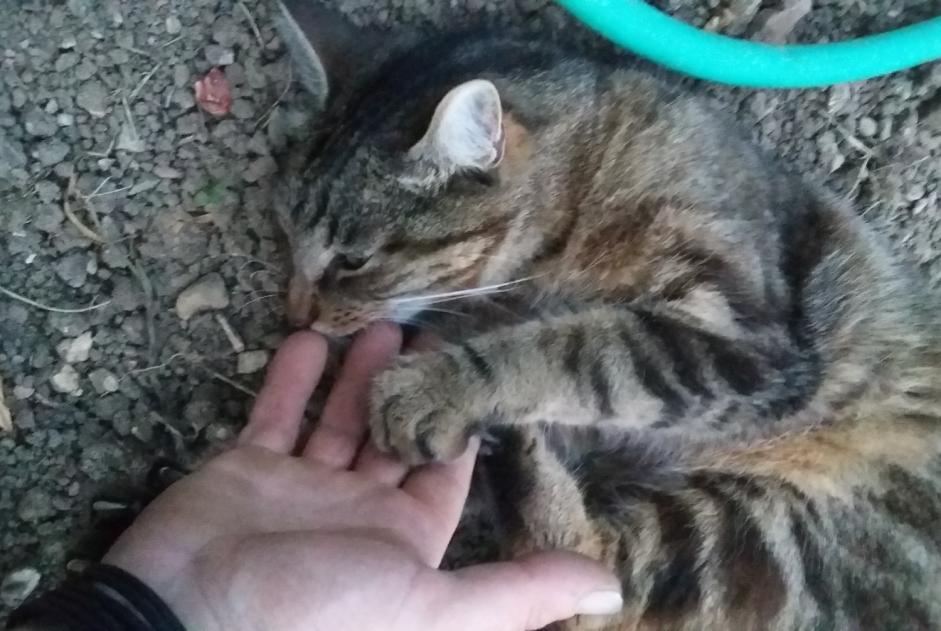 Alerta desaparecimento Gato Macho , 8 anos Talon France