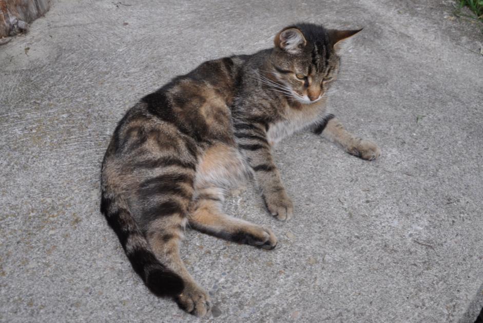 Alerta desaparecimento Gato Macho , 13 anos Blonay - Saint-Légier Switzerland