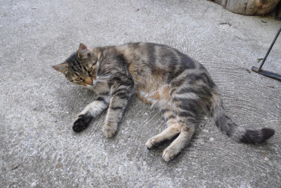 Alerta desaparecimento Gato Macho , 13 anos Blonay - Saint-Légier Switzerland