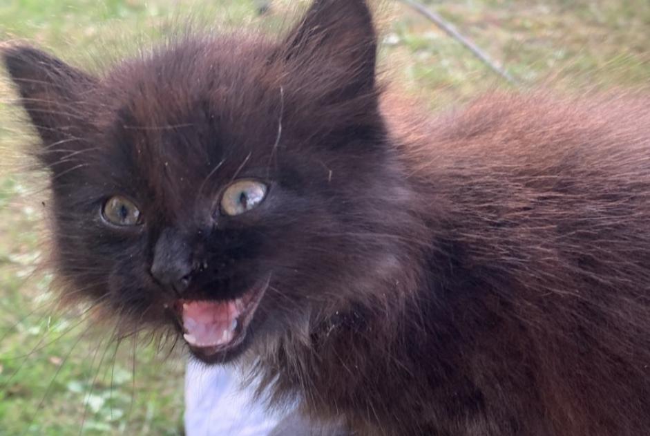 Alerta descoberta Gato Desconhecido Marigny France