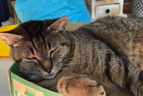 Alerta descoberta Gato cruzamento Macho Fribourg Switzerland