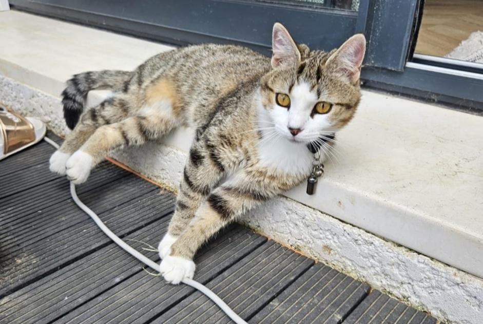 Alerta desaparecimento Gato  Fêmea , 1 anos Brens France