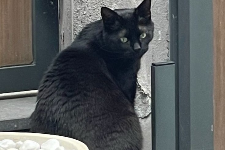 Alerta desaparecimento Gato Macho , 5 anos Wezembeek-Oppem Belgium