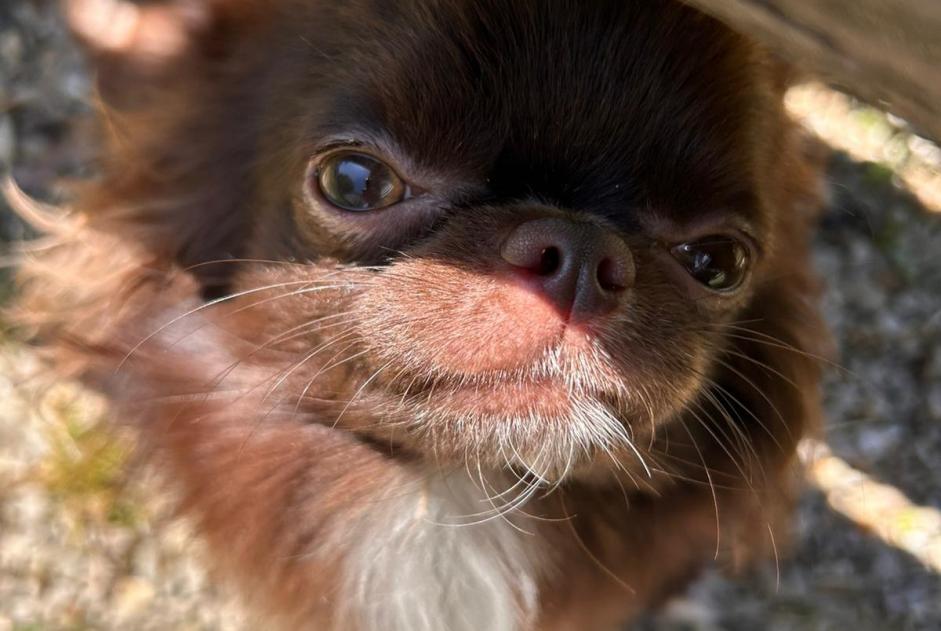 Alerta desaparecimento Cão cruzamento Macho , 1 anos Villiers-sur-Marne France