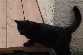 Alerta descoberta Gato Desconhecido Loriol-sur-Drôme France