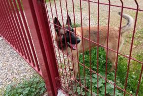 Alerta descoberta Cão  Macho Montredon-des-Corbières France