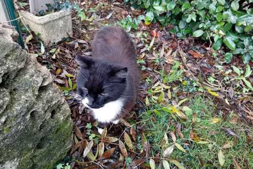 Alerta descoberta Gato Desconhecido Plassay France