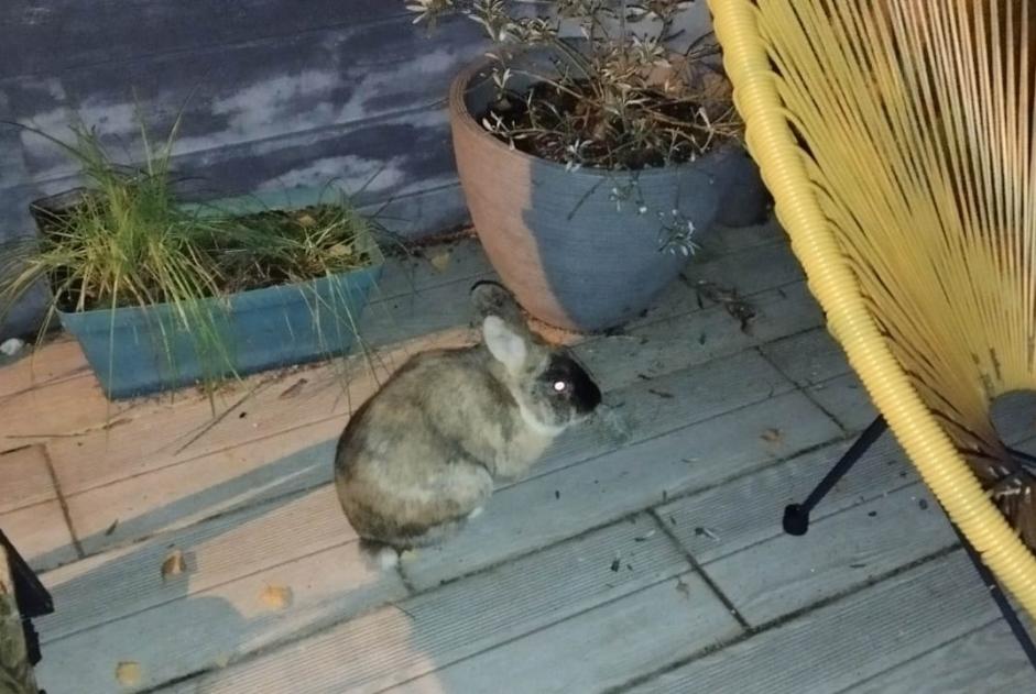 Alerta descoberta Coelho Desconhecido Sotteville-lès-Rouen France