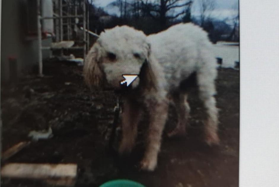 Alerta descoberta Cão cruzamento Desconhecido Saint-Martin-d'Uriage France