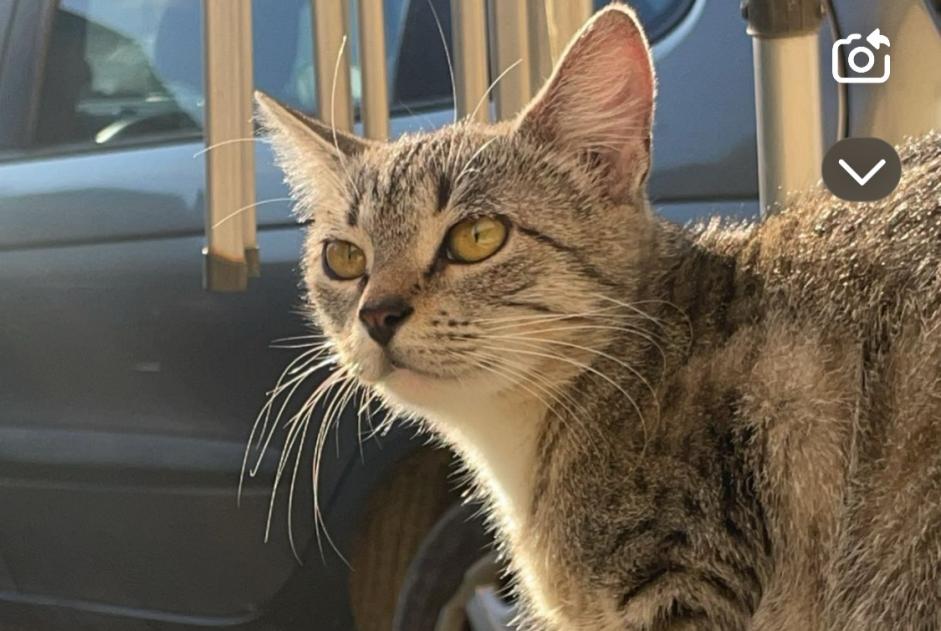 Alerta desaparecimento Gato Fêmea , 1 anos Troyes France