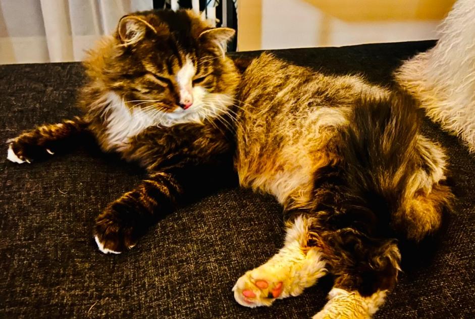 Alerta desaparecimento Gato cruzamento Macho , 9 anos Coquelles France