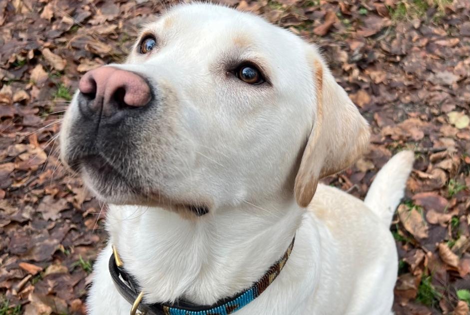 Alerta desaparecimento Cão  Macho , 12 anos Avilly-Saint-Léonard France