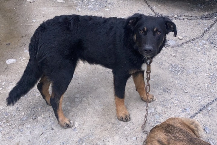 Alerta desaparecimento Cão cruzamento Fêmea , 1 anos Châteauroux-les-Alpes France