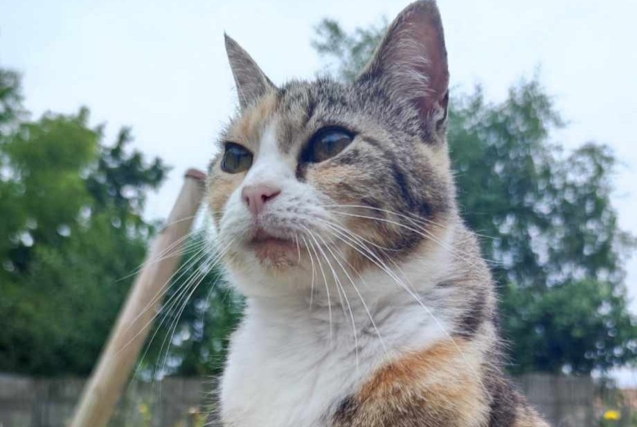 Alerta desaparecimento Gato Fêmea , 10 anos L'Hermenault France