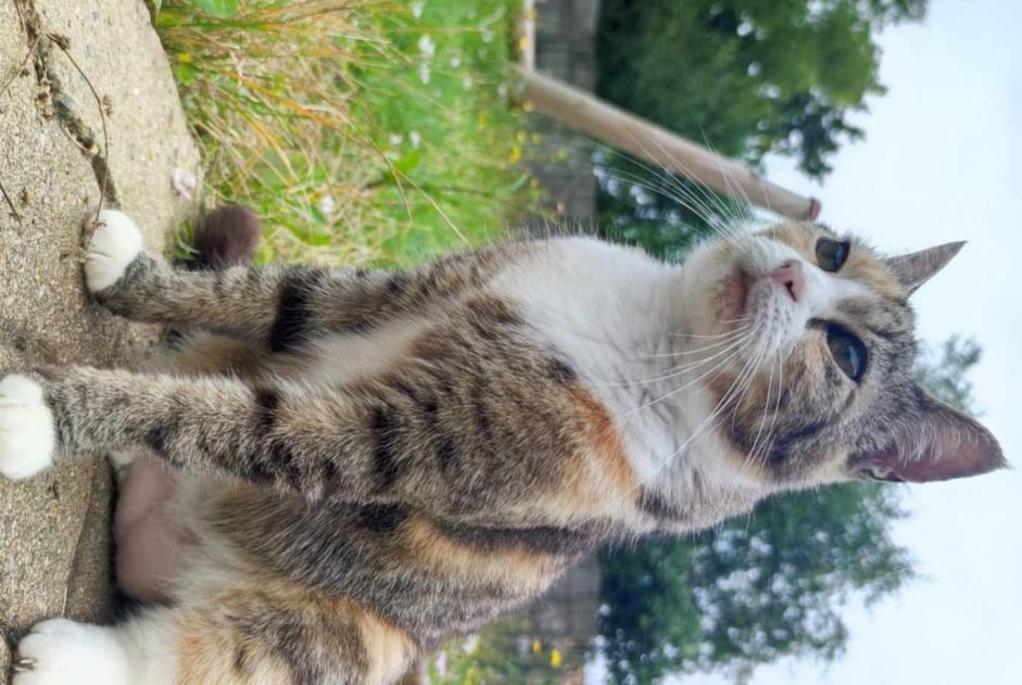 Alerta desaparecimento Gato Fêmea , 10 anos L'Hermenault France