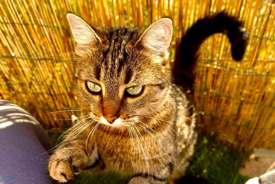 Alerta desaparecimento Gato Fêmea , 5 anos Maillane France