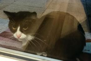 Alerta descoberta Gato Desconhecido Nantes France