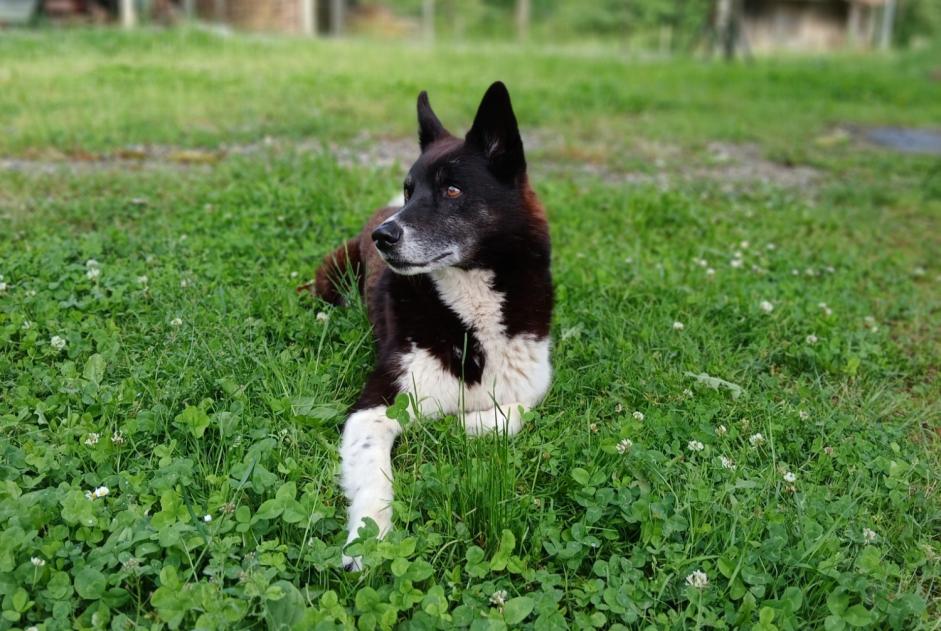 Alerta desaparecimento Cão cruzamento Macho , 12 anos Estadens France