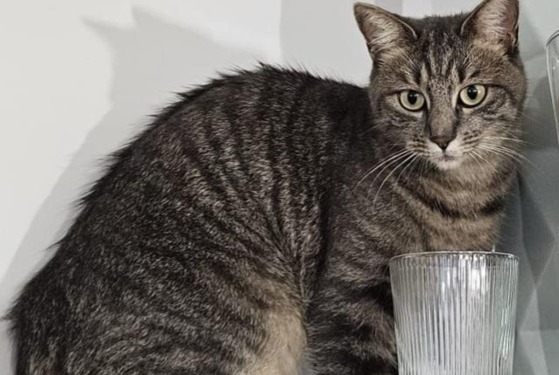 Alerta desaparecimento Gato cruzamento Fêmea , 3 anos Le Bouscat France