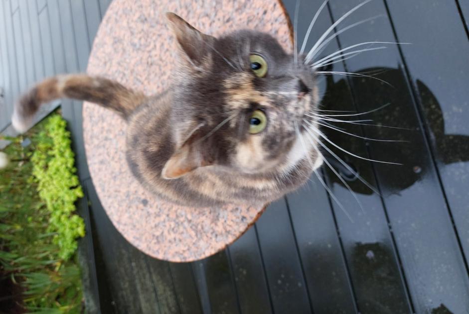 Alerta descoberta Gato Fêmea Lorient France