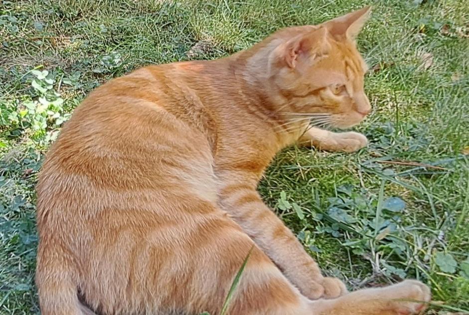 Alerta desaparecimento Gato cruzamento Macho , 2 anos La Tour-de-Salvagny France