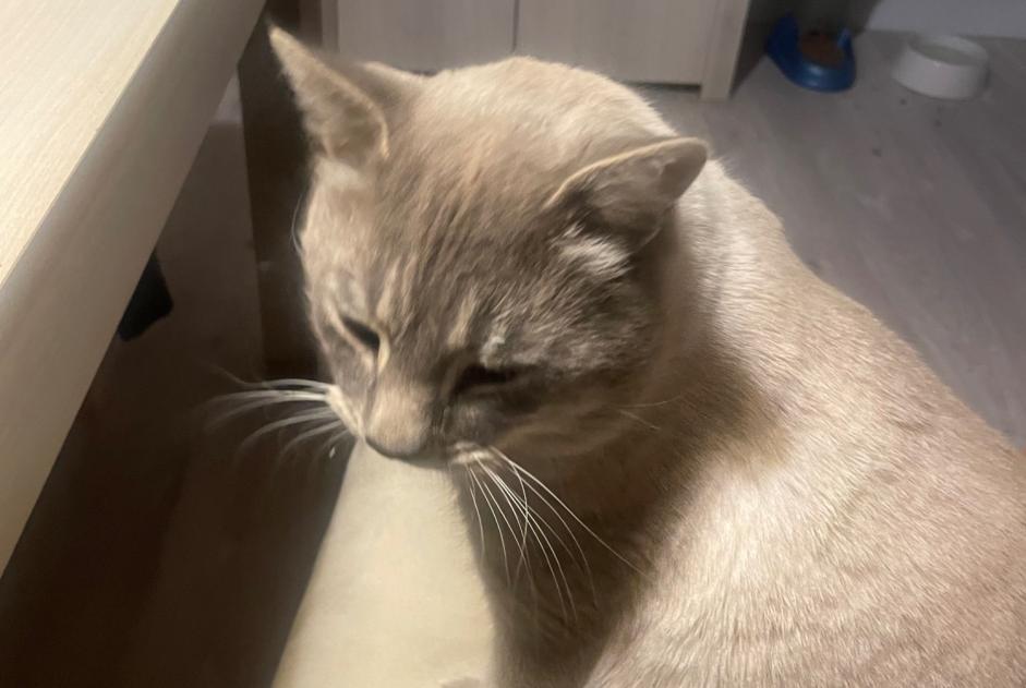 Alerta desaparecimento Gato cruzamento Macho , 4 anos Pierrefeu-du-Var France