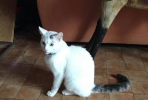 Alerta descoberta Gato Macho Fournet-Blancheroche France