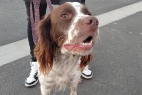 Alerta descoberta Cão  Fêmea Moutiers-les-Mauxfaits France