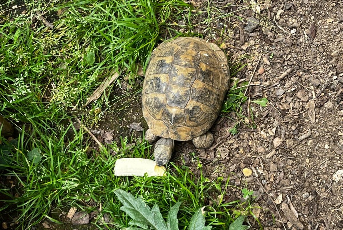 Alerta desaparecimento Tartaruga Macho , 2025 anos Cesson-Sévigné France