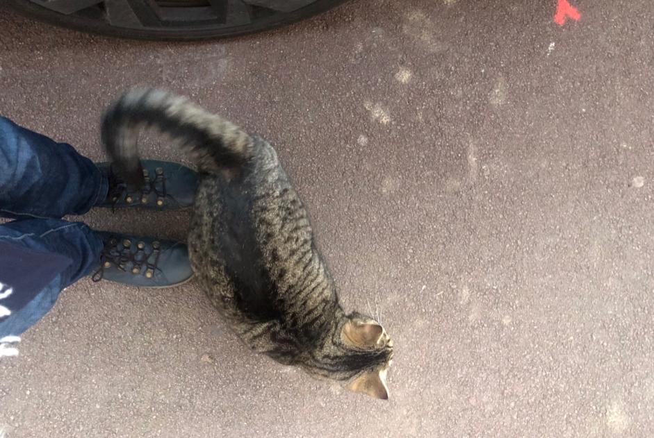 Alerta descoberta Gato  Macho Marcq-en-Barœul France