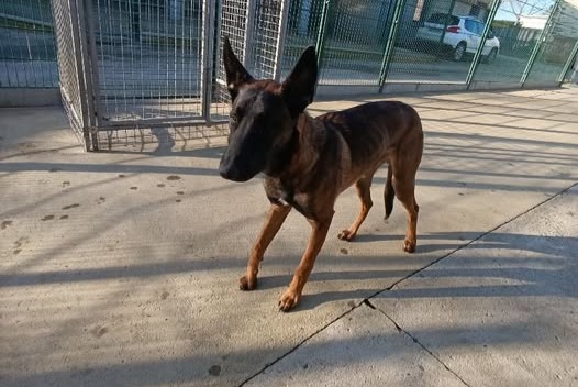 Alerta descoberta Cão  Macho Châteaubourg France