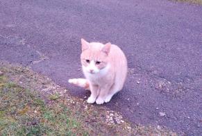 Alerta descoberta Gato Desconhecido Moutiers-en-Puisaye France